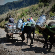 Crisis lechera: productores colombianos, en disputa con EE.UU., ¿se renegociará el TLC?