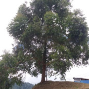 Un árbol pide poda a gritos en el barrio Bosques del Norte de Manizales