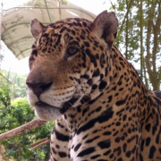 Presencia del jaguar en el Oriente de Caldas: comunidad pide más atención de Corpocaldas