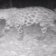 Video: logran grabar un jaguar en Caldas después de 25 años 