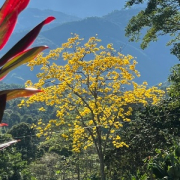 Los guayacanes visten de amarillo la Troncal de Occidente