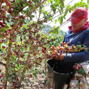 Arrancaron los picos de cosecha cafetera en Caldas, se esperan las lluvias