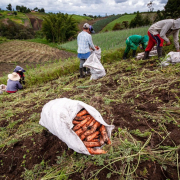 ¿Quiere comprar tierras?: 4 pasos para tener subsidio, Gobierno habilitó $13 mil millones