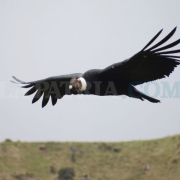 Ave emblema de Colombia: el cóndor, majestuoso rey del páramo, está en vía de extinción