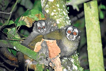 En el Eje Cafetero habitan los monos nocturnos (Aotus lemurinus), pero están en peligro de extinción. Expertos, organizaciones ambientales y comunidad hacen un llamado a las autoridades, incluyendo las ambientales, a unir esfuerzos y crear estrategias de conservación. Hay que evitar que estos primates sean víctimas de electrocución, pues las redes eléctricas son una amenaza para ellos. En el Eje Cafetero habitan los monos nocturnos (Aotus lemurinus), pero están en peligro de extinción. Expertos, organizaciones ambientales y comunidad hacen un llamado a las autoridades, incluyendo las ambientales, a unir esfuerzos y crear estrategias de conservación. Hay que evitar que estos primates sean víctimas de electrocución, pues las redes eléctricas son una amenaza para ellos.