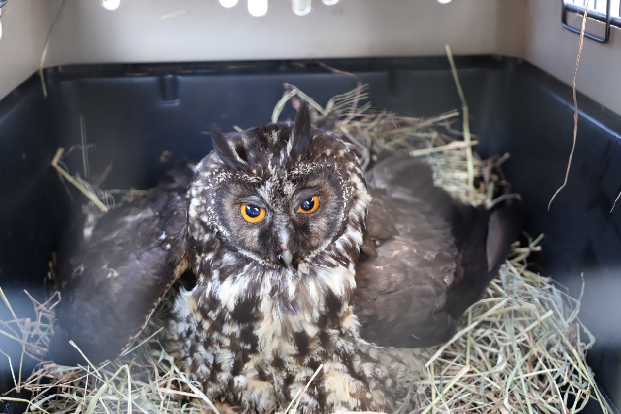 Foto | Cortesía Policía | LA PATRIA Búho orejudo. Foto | Cortesía Policía | LA PATRIA Búho orejudo.