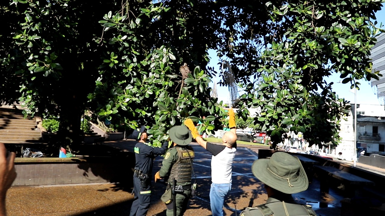 Foto | Cortesía Policía | LA PATRIA Así bajaron al búho del árbol. Foto | Cortesía Policía | LA PATRIA Así bajaron al búho del árbol.
