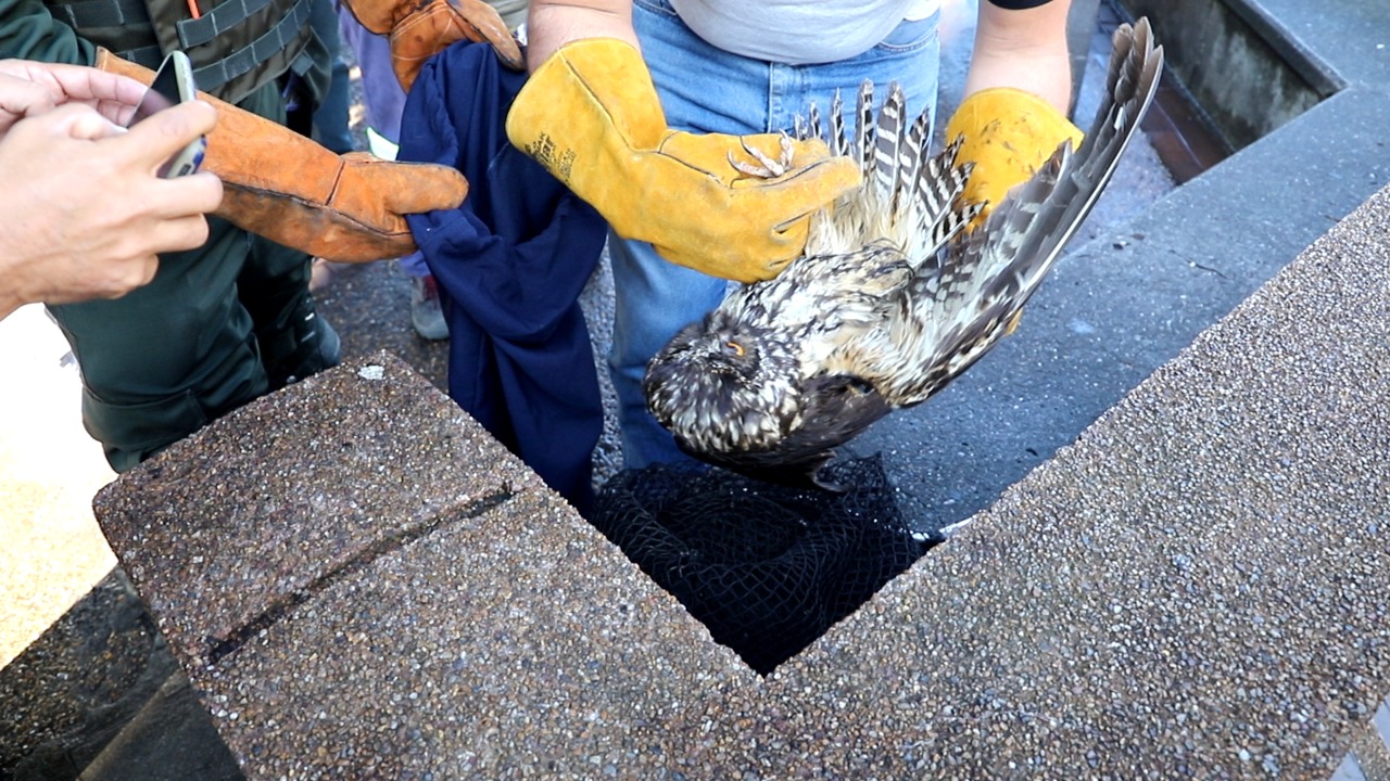 Foto | Cortesía Policía | LA PATRIA Así bajaron al búho del árbol. Foto | Cortesía Policía | LA PATRIA Así bajaron al búho del árbol.