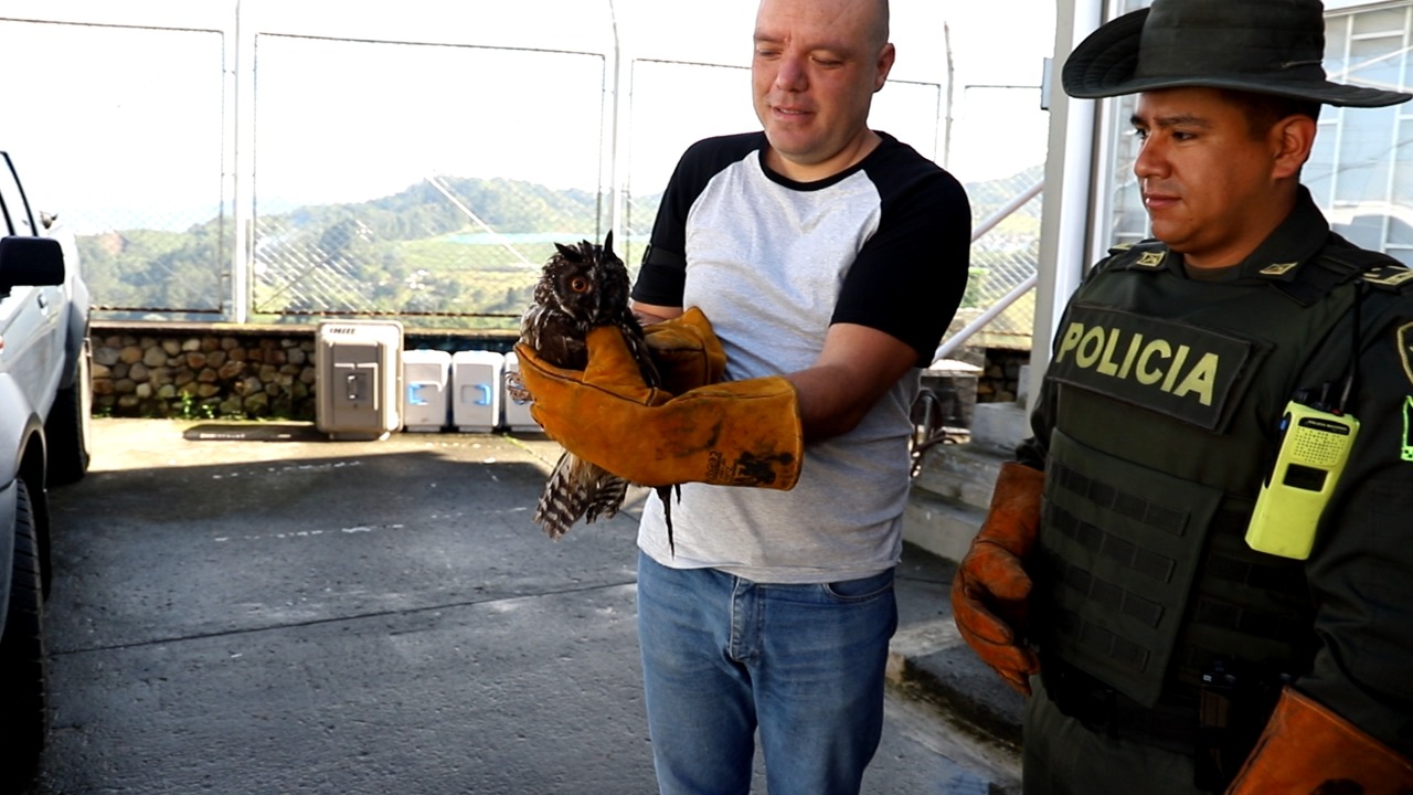 Foto | Cortesía Policía | LA PATRIA Corpocaldas y la Policía valoraron al búho. Foto | Cortesía Policía | LA PATRIA Corpocaldas y la Policía valoraron al búho.