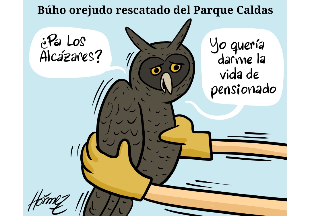 Búho orejudo rescatado del Parque Caldas