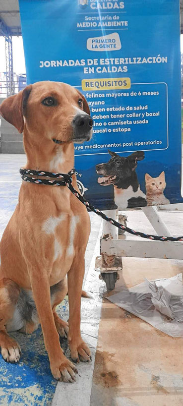 Esterilizaciones de mascotas Foto | cortesía | LA PATRIA