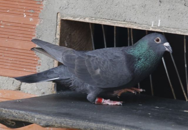 El palomo mensajero lleva en su pata un anillo con la identificación. Tiene factores de riesgo en competencia como clima, depredadores (gavilanes, cazadores furtivos) y se pueden electrocutar en la salida.