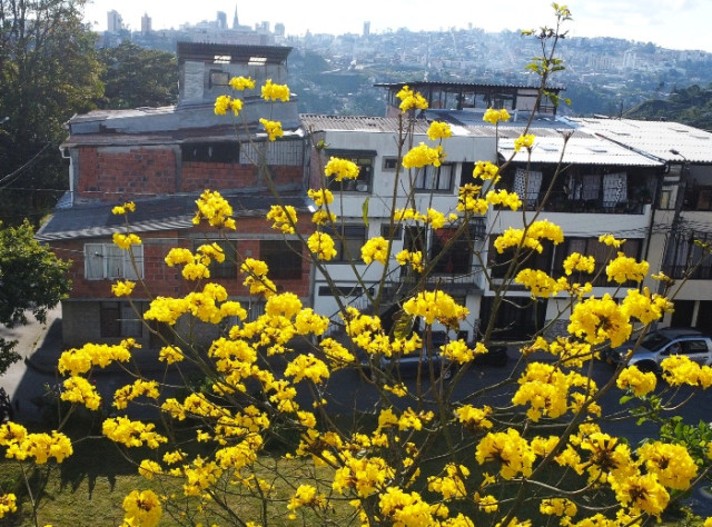 En el barrio Alto caribe los vecinos cuidan este guayacán que empezó a florecer desde hace cuatro años. Yeison Andrés Atehortua, jefe de la Unidad de Gestión Ambiental, recomienda no dejar alrededor del árbol basuras que generan lixiviados, ni colgar letreros o publicidad.