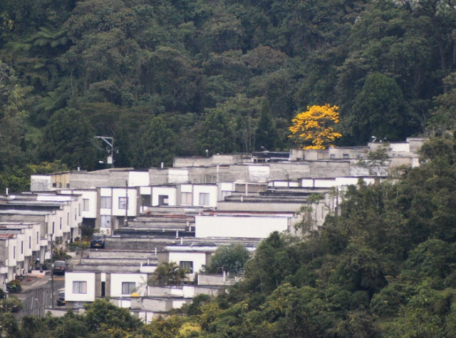 Entre los barrios vecinos de la urbanización Palonegro resalta el característico color de esta especie.