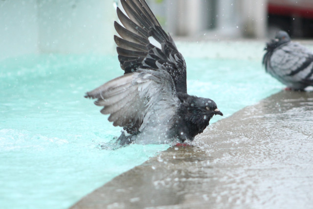 Las fuentes son el lugar favorito de las palomas para un baño.