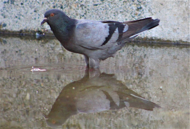 En las fuentes de agua de la ciudad es muy común verlas. Evite sacar agua de estos lugares para propagar las infecciones.