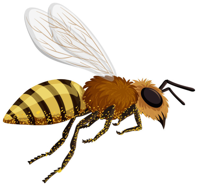 ABEJA