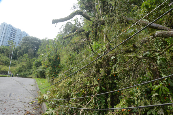 La caída del árbol provocó que los cables tensionaran el poste hasta derribarlo.