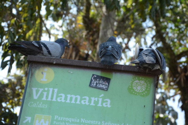 Foto| Freddy Arango | LA PATRIA  Estas son las palomas que proliferan en el parque principal.