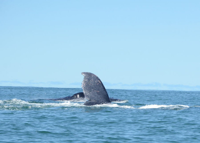 avistamiento de ballenas