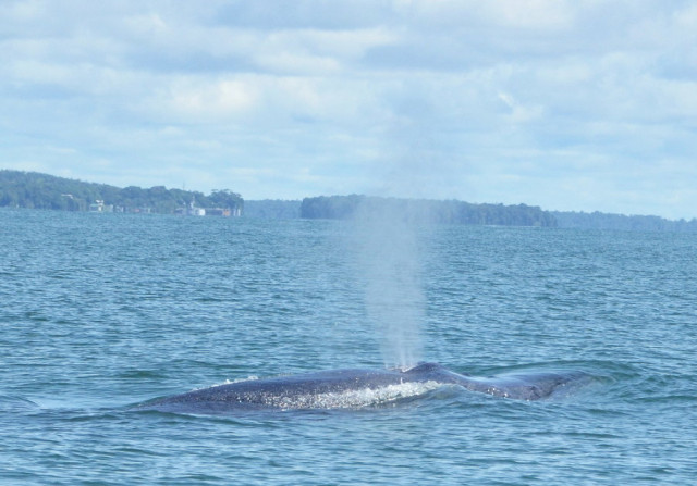 avistamiento de ballenas