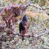 registro de águila real andina  registro de águila real andina