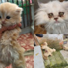 Mascotas rescatados en vereda de Manizales Mascotas rescatados en vereda de Manizales