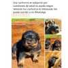 Desde perfiles falsos de Facebook y por WhatsApp ofrecen las mascotas. Desde perfiles falsos de Facebook y por WhatsApp ofrecen las mascotas.