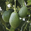 Siembre y produzca aguacate hass Siembre y produzca aguacate hass