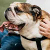 mascota Perrito al aire libre