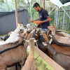 Samanta, Maritza, Tania, Pati, Manchita y Orejas hacen parte de las 30 cabras del Aprisco El Manantial, ubicado en la vereda Alto del Naranjo de Manizales. Andrés Carvajal, su propietario, inició con este emprendimiento para mejorar la salud de su hija. En la imagen, Santiago Loaiza, encargado del ordeño.