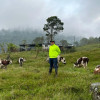 En Silvania recuperaron 11 reses hurtadas en San Félix. En Silvania recuperaron 11 reses hurtadas en San Félix.