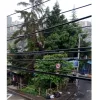 En Villa Hermosa los vecinos denunciaron hace un año el crecimiento del árbol y el riesgo que implica. Según la Secretaría de Medio Ambiente de Manizales ya visitaron el lugar y están pendientes de la intervención de Emas.  Foto | Cortesía | Q’HUBO En Villa Hermosa los vecinos denunciaron hace un año el crecimiento del árbol y el riesgo que implica. Según la Secretaría de Medio Ambiente de Manizales ya visitaron el lugar y están pendientes de la intervención de Emas.  Foto | Cortesía | Q’HUBO
