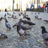 Daños causados en fachadas del Centro Histórico, en techos, en colegios, en la Catedral y la presencia en gran cantidad en los parques muestran el poco control de las palomas, aves invasoras, en Manizales. La Secretaría de Medio Ambiente da algunas recomendaciones para evitar su aumento.