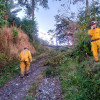 Caída de árboles por fuertes lluvias de este miércoles