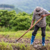 Foto gratuita un agricultor que usa una pala para cavar el suelo en sus campos de arroz Ilustración.