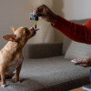 Cada-cuanto-se-desparasita-a-un-perro Persona dándole un suplemento a un perro con una pipeta.