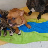 Los tres perros decomisados que aparentemente sufrían maltrato.