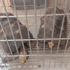 Las dos tortugas que recuperaron en Salamina.  Las dos tortugas que recuperaron en Salamina.