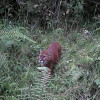 Habitantes de la vereda manifiestan ver el felino merodear por los fincas más alejadas del sector.