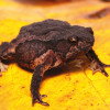 Sapo Rhinella kumanday Sapo Rhinella kumanday o su nombre común sapo picudo de Kumanday.