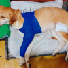 Monaza sufrió dos heridas con machete en las patas.