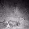 El puma captado en una cámara trampa la noche del Jueves Santo.