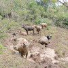 Los turistas interactúan con las búfalas en el hato Gibraltar del sector de San Francisco, de Chinchiná.