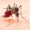 El mosquito Aedes aegypti, transmisor del dengue.