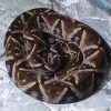 La serpiente es altamente venenosa y de importancia médica. La serpiente es altamente venenosa y de importancia médica.