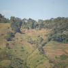 Poco a poco los cultivos van desplazando al bosque debido a la tala de árboles en Anserma (Caldas). Poco a poco los cultivos van desplazando al bosque debido a la tala de árboles en Anserma (Caldas).