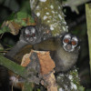 Monos nocturnos (Aotus lemurinus) Monos nocturnos (Aotus lemurinus) registrados el viernes, 19 de julio, en la Universidad de Manizales.