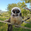 El búho sufrió una lesión en un ala y debieron trasladarlo a un centro de rehabilitación de fauna de Corpocaldas. El búho sufrió una lesión en un ala y debieron trasladarlo a un centro de rehabilitación de fauna de Corpocaldas.