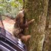 El oso perezoso de dos dedos (Choloepus hoffmanni) sale del guacal para entrar en su hábitat natural, en donde fue liberado.